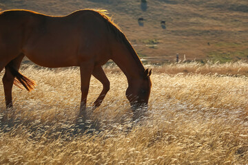 Horse grazes on an autumn field in yellow flowers