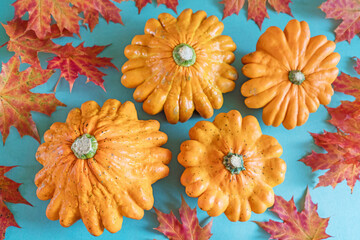 Orange Pattypan squash harvest among red autumn maple leaves on blue background
