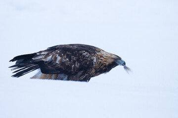 Close-up of a majestic Golden eagle, Aquila chrysaetos feeding in snow near Kuusamo, Northern Finland.	