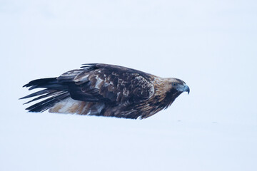 Close-up of a majestic Golden eagle, Aquila chrysaetos feeding in snow near Kuusamo, Northern Finland.	