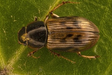 bug on a leaf
