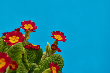 burgundy flowers in the garden on a blue background, spring banner for advertising
