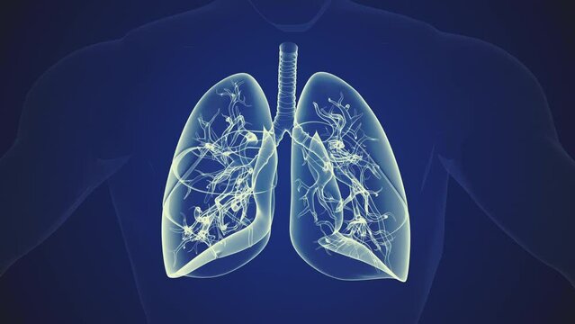 Human body with lungs medical background