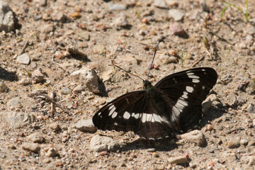 European butterfly, the White admiral resting on a dirt road during summer day in Estonia