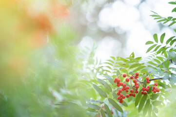 Red ripening rowanberries in late summer, shallow depth of field, bokeh background. - obrazy, fototapety, plakaty