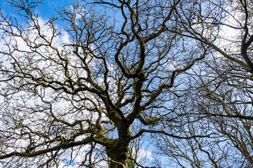 Fototapeta na wymiar A Scene of the top of a tree in Dare Valley Park, Aberdare, South Wales.