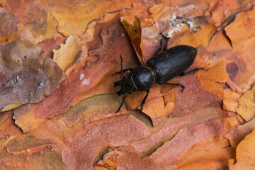 Close-up of a dark beetle named Spondylis buprestoides on a Pine tree trunk in European boreal forest
