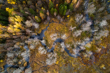 An aerial of a small river through an autumnal boreal forest in Estonia, Northern Europe