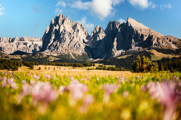 Alpe di Siusi - Seiser Alm- Langkofel mountain group. landscape of Alpine red autumn Alpe di Siusi....