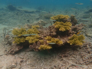 Coral at nursery area at Redang Island, Malaysia
