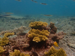 Naklejka na ściany i meble Coral at nursery area at Redang Island, Malaysia