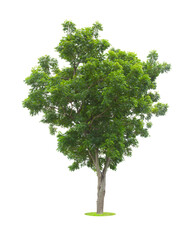Fototapeta premium The Single Tree isolated on white background, With Clipping path.