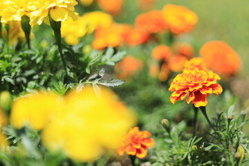 flowers in the garden
