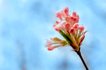 Close-up of blooming pink cherry flowers on blurred blue sky background. prosperity concept