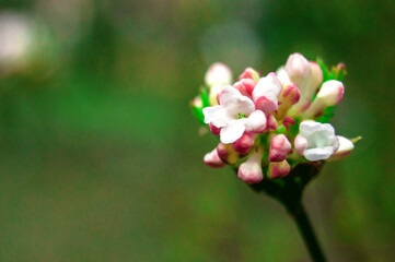 Fototapeta premium Close-up of blossoming cherry flowers on blurred background