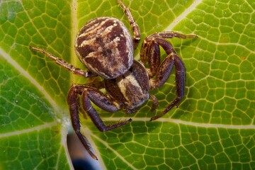 spider on a leaf