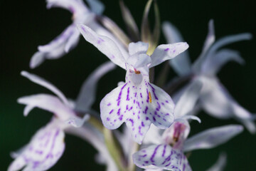 Close-up of a Moorland spotted orchid, Dactylorhiza maculata blossom in Estonian woodland