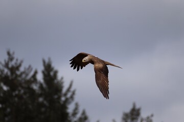 Schwarzmilan (Milvus migrans) im Flug