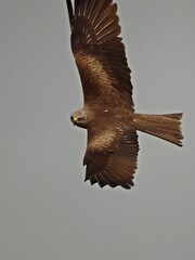 Schwarzmilan (Milvus migrans) im Flug