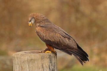 Schwarzmilan (Milvus migrans) mit Geschüh
