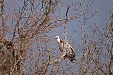 Gänsegeier (Gyps fulvus) im Baum sitzend