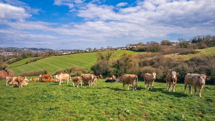 Naklejka na ściany i meble Cows on Devon Fields and Meadows from a drone, English Village, England, Europe
