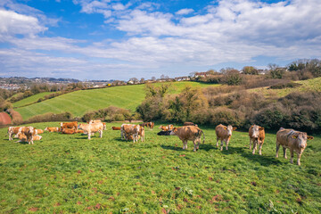 Cows on Devon Fields and Meadows from a drone, English Village, England, Europe