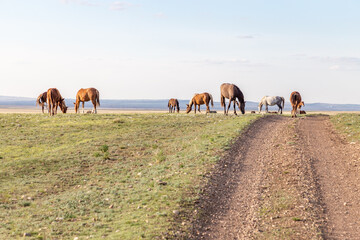 Burtinskaya steppe (Orenburg nature reserve). Orenburg region, Southern Urals, Russia.