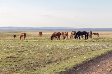 Burtinskaya steppe (Orenburg nature reserve). Orenburg region, Southern Urals, Russia.