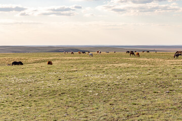 Burtinskaya steppe (Orenburg nature reserve). Orenburg region, Southern Urals, Russia.