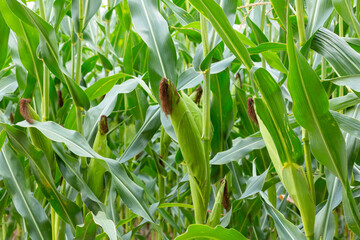 Selective corn cob focus, corn pods in an organic field.
