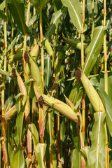 Selective corn cob focus, corn pods in an organic field.