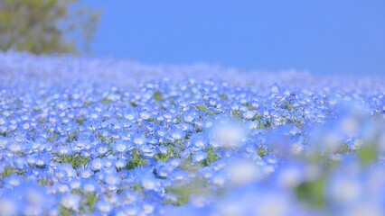 一面の青いネモフィラの花が咲く美しい丘と青空