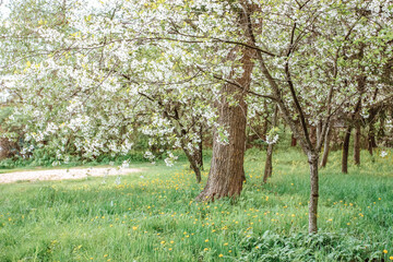 Springtime cherry blossom tree
