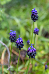 Muscari commutatum (Dark Grape Hyacinth) wildflowers
