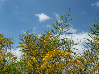 Blooming bright yellow Australian acacia against the blue sky