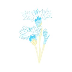 a bouquet of yellow-blue field cornflowers - the symbolism of Ukraine.