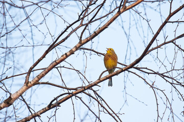 Colorful male Yellowhammer, Emberiza citrinella perched and singing on an early spring evening in Estonia, Northern Europe