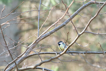 Photo of a small bird sitting in a tree