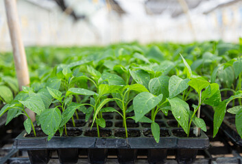 Hot pepper seedlings  in blck plastic tray