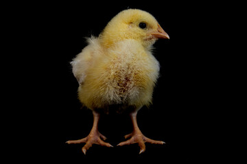 Small broiler chicken isolated on black