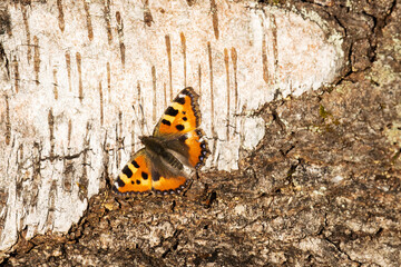 A colorful Small tortoiseshell butterfly resting on a Birch trunk during a sunny spring day in Estonia, Northern Europe