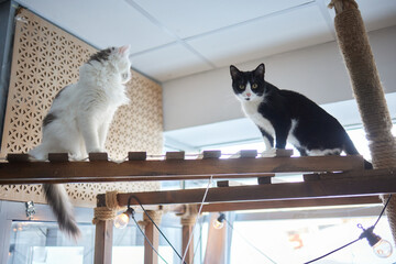 Funny domestic cat climbs up the cat pole.