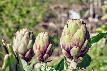 Artichoke plants in spring garden. Seasonal healthy eating. Organic gardening.