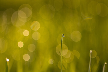 Gras mit Regentropfen