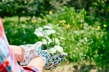 Woman gardener holding young zucchini seedlings. Horticulture sostenible. Gardening Hobby. Healthy organic food concept.