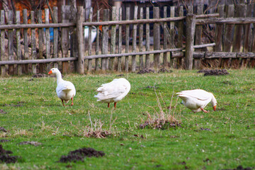 Geese on a green lawn in early spring