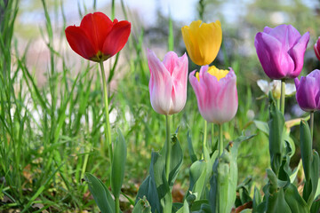 Obraz premium チューリップ/ Tulips