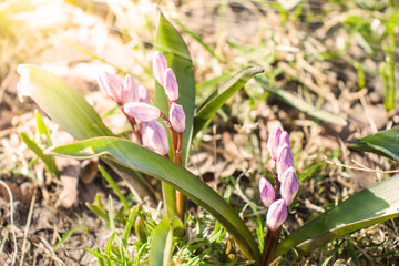 Fototapeta Piękne wiosenne kwitnące kolorowe krokusy, fioletowe i białe w promieniach słońca na tle łąki obraz