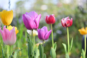 チューリップ/ Tulips